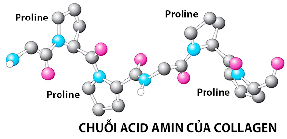 Thành phần Collagen